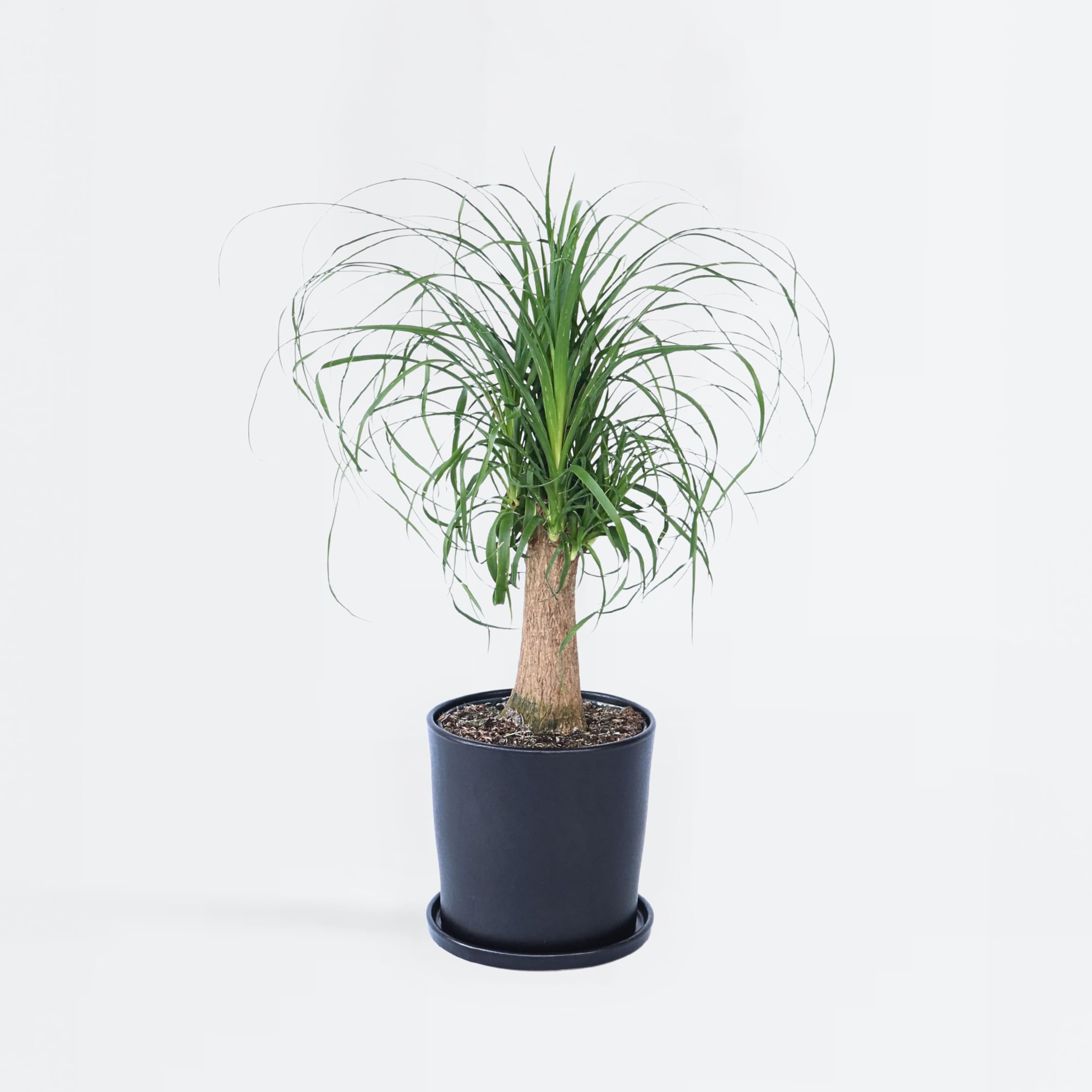 Plant in a Box - Beaucarnea recurvata - Elefantenfuß - Grüne zimmerpflanze - Topf 21cm - Höhe 60-70cm