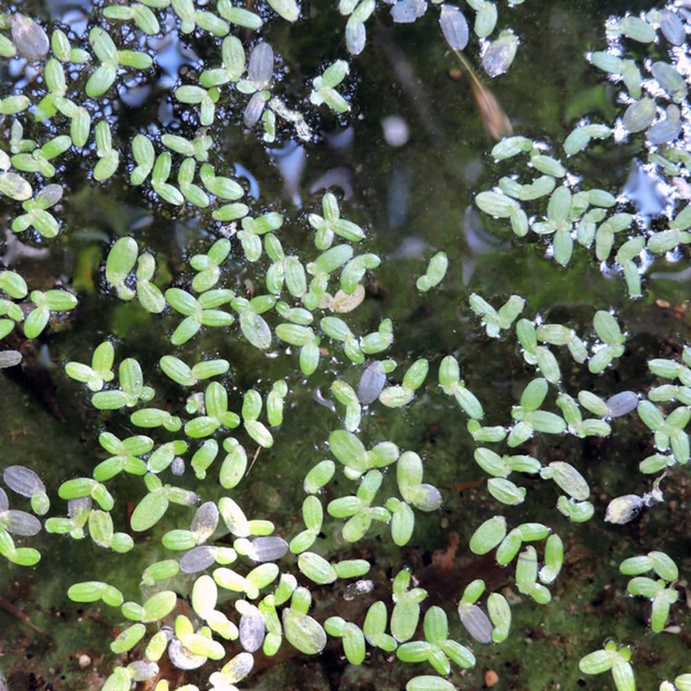 Semi Di Lenticchia D'Acqua – 850 Pezzi Di Piante Acquatiche Verdi, Varietà Rara Organica Per Giardini Acquatici, Ideali Per Principianti
