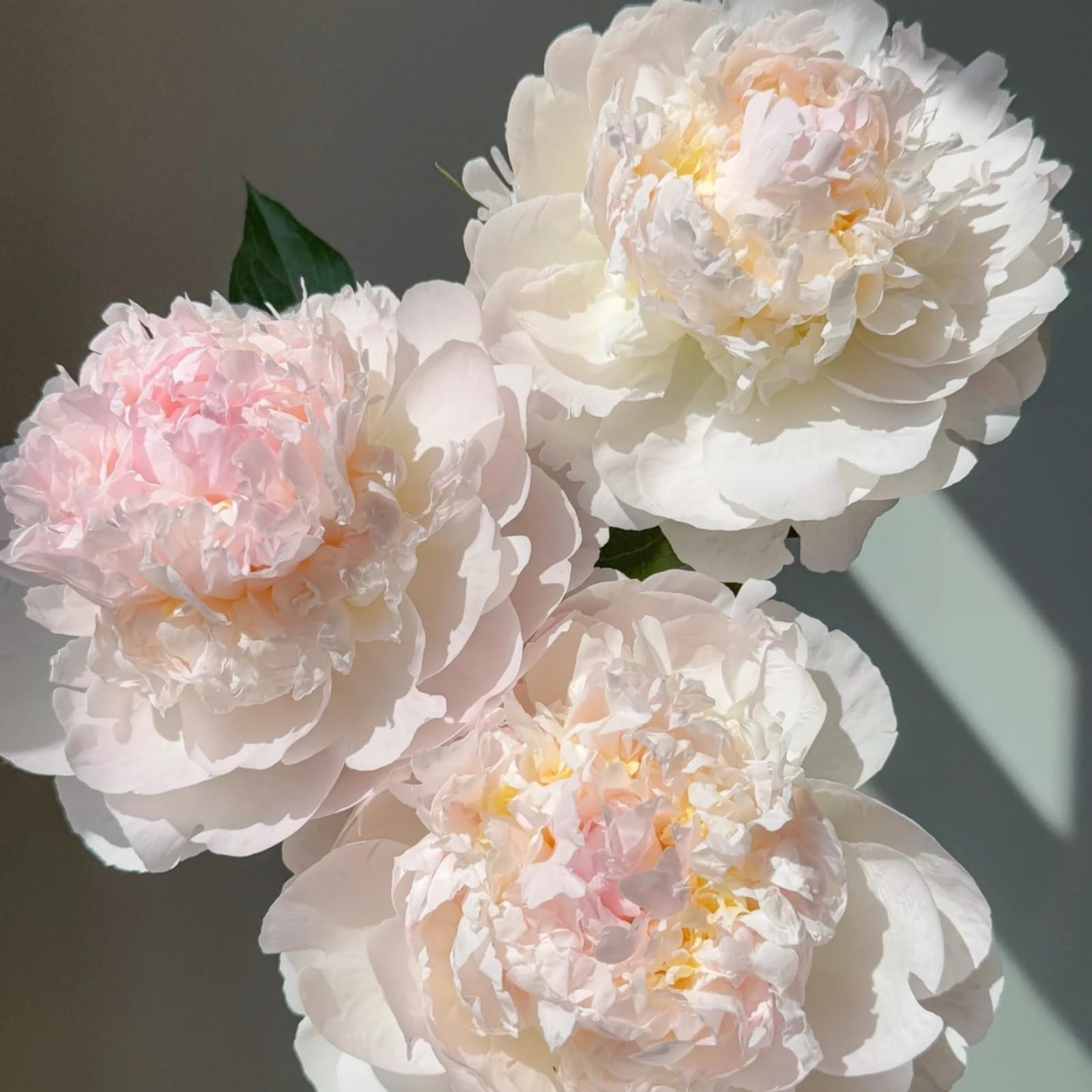 Peony Plants Bulbs Excellent Display Outdoor Perennial Balcony Garden Bulbs Can Be Potted-3bulbs-G