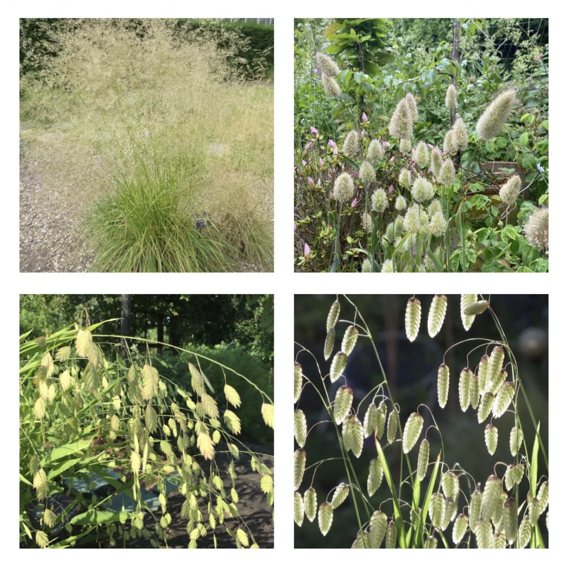 Selection of Ornamental Grass x 12 Plug Plants Plantsman's Choice in Peat Free Compost