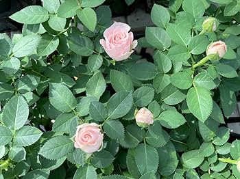イマン　プリンセスローズ コランダー　希少 イマン プリンセスローズ コランダー 希少
