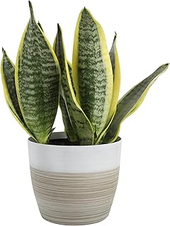 Sponsored Ad - Costa Farms Snake, Sansevieria White-Natural Decor Planter Live Indoor Plant, 12-Inch Tall, Grower's Choic...