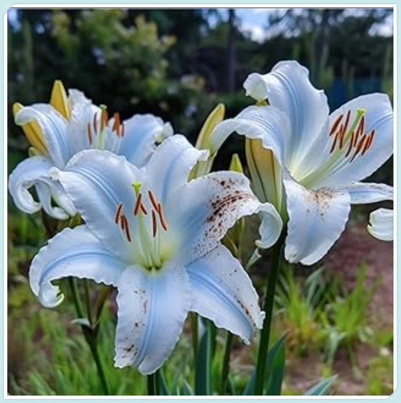 Lily Bulbs for Planting Now UK Perennial Excellent Display Plant Bulbs Greening Flower Ornamental Good for Containers Natural Organic Perennial Easy Plant-4bulbs-J