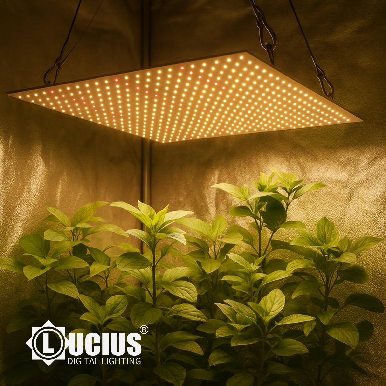 LUCIUS - LED Quantum Board 240W – Panel LED de Cultivo Indoor con Espectro Completo, Crecimiento & Floración, Invernaderos y plantas con flores, Máxima Producción