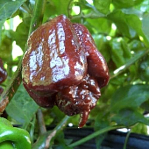 Miniatura 1 de Semillas de Pimientos Picantes Trinidad Scorpion (Chocolate) (45 Semillas)