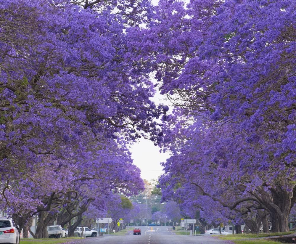 Árboles
