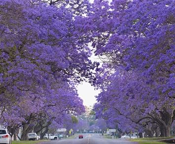 Blue Jacaranda Tree Seeds 100 Seeds - Easy to Grow, Rare Blue Flowering Tree