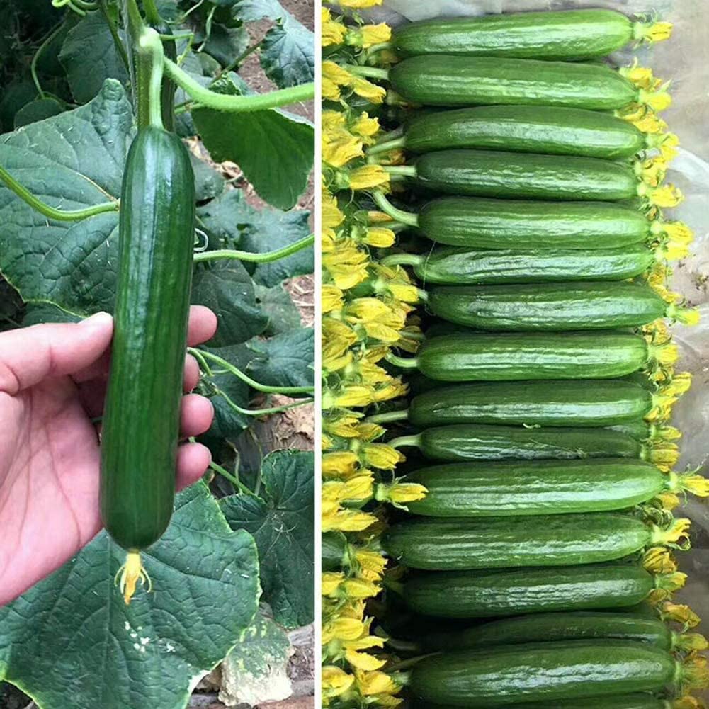 The Entacloo_® F1 Hybrid Cucumber Seeds_X1390(100per packet) (B0B6R789KL) Amazon Price History, Amazon Price Tracker