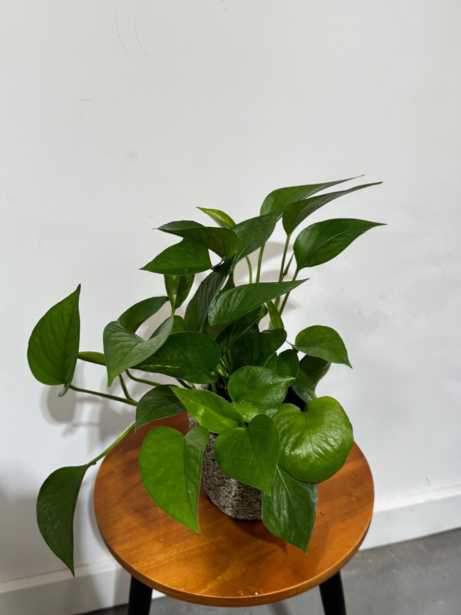 green pothos plant Pothos Green