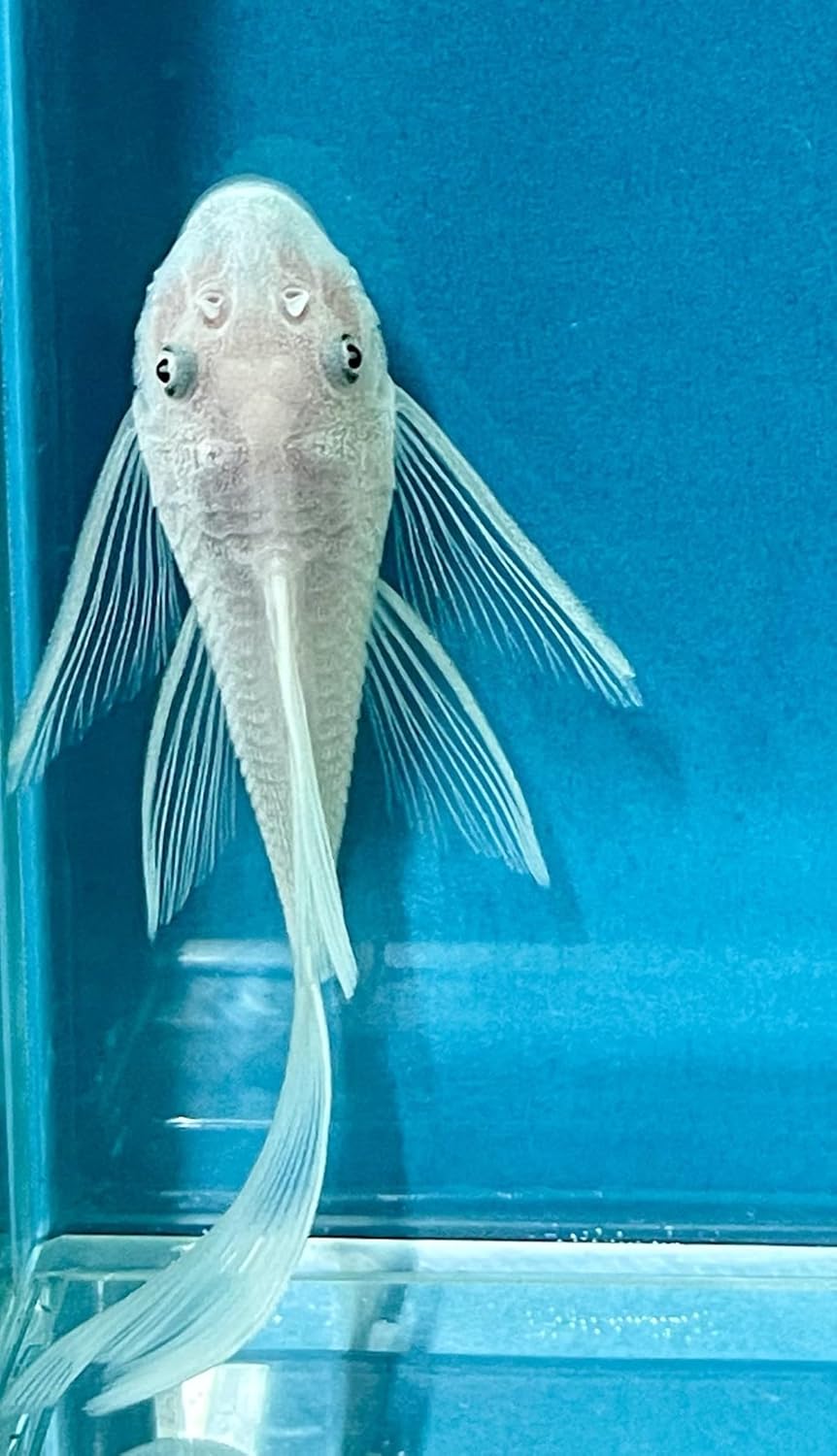 Blue Monkey Pets Longfin Snow White Bristlenose Pleco, Live Aquarium Fish, 1.25-1.75 Inches