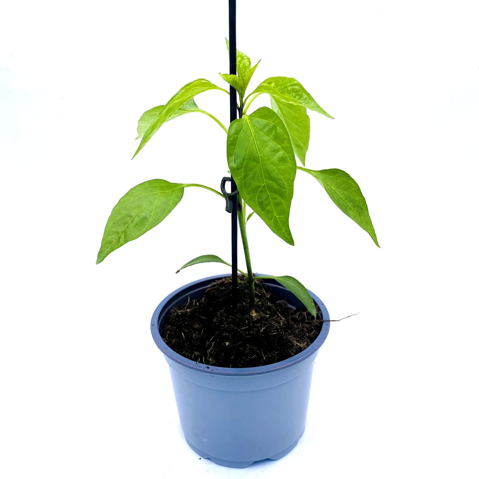 Baumchili, chili, Baumchili Pflanze kaufen, Baumchili im 12cm Topf