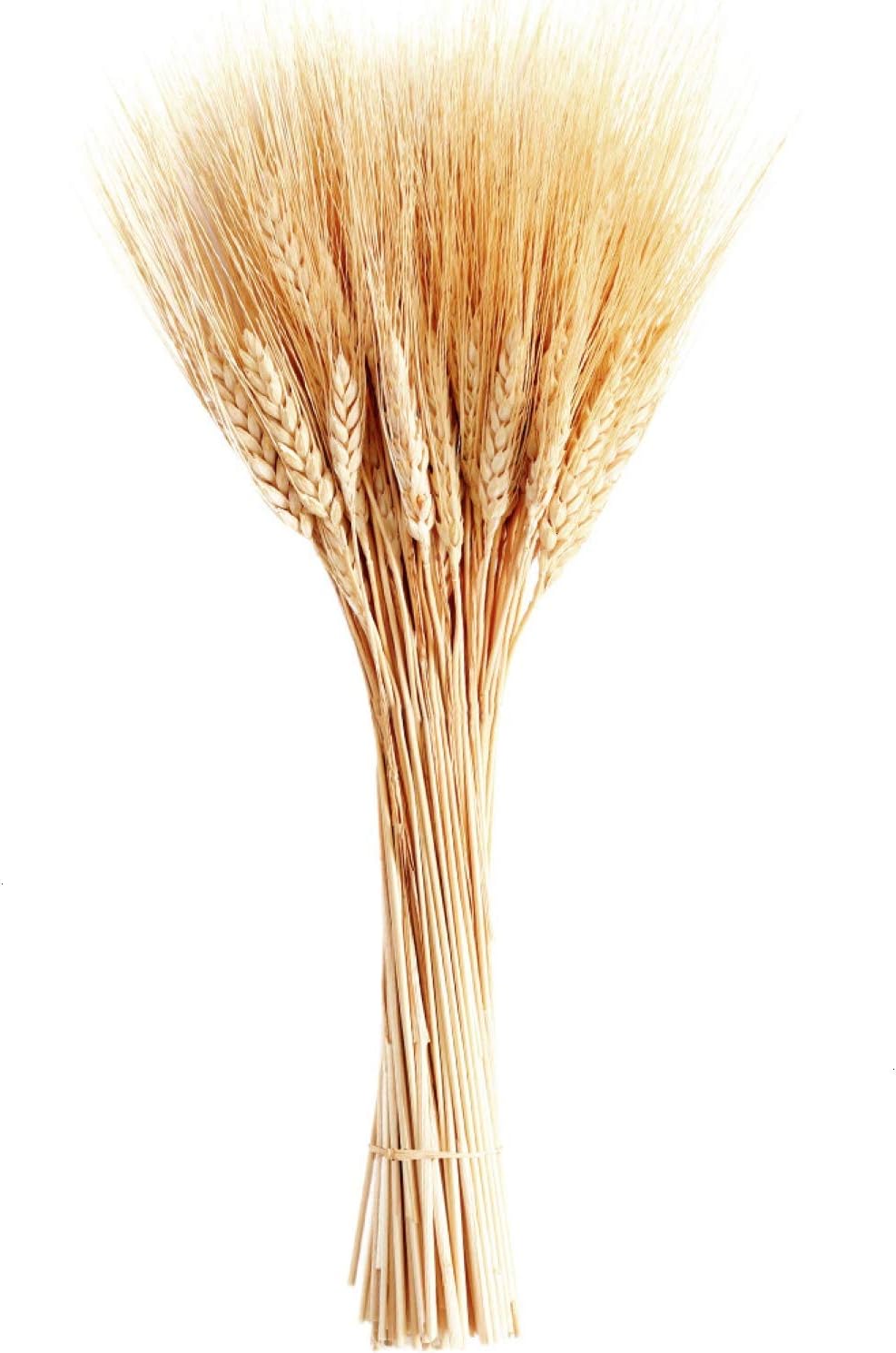 June Fox Dried Wheat Stalks, 100 Stems Wheat Sheaves for Decorating Wedding Table Home Kitchen (15.7 Inches)