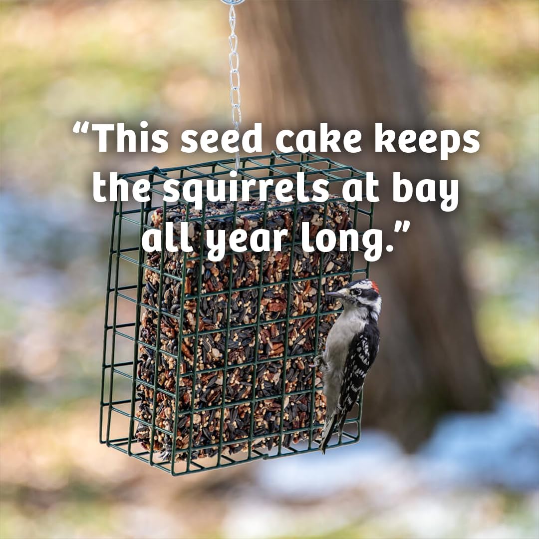 Birds Choice Trail Blazin' Spicy Bird Seed Cake | Squirrel Proof Wild Bird Food with Red Pepper | Black Oil Sunflower Seeds, Peanuts, Safflower & Pecans | High Protein Bird Feeder | 0.5 lbs (6-Pack)