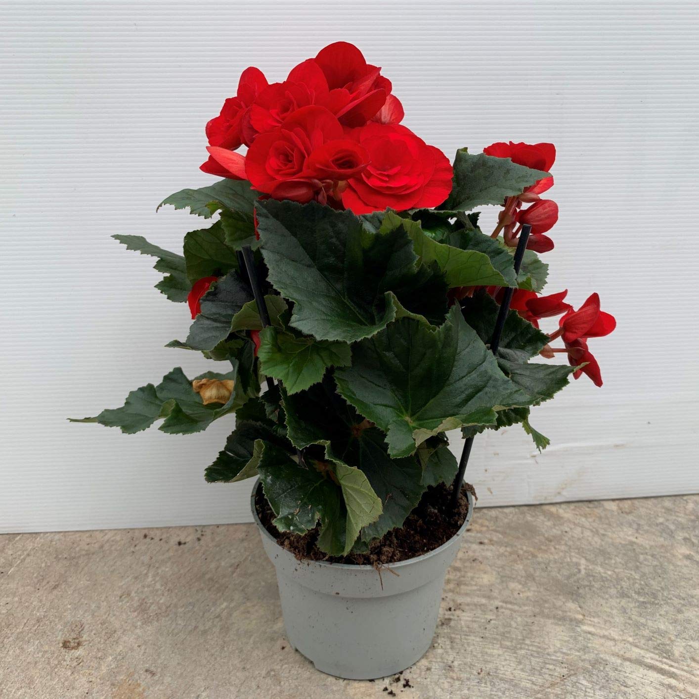 Begonia eliator - PACK 2 unidades - maceta 13cm - altura total aprox. 30cm. - apta para interior y exterior - planta viva - (envíos solo a península)