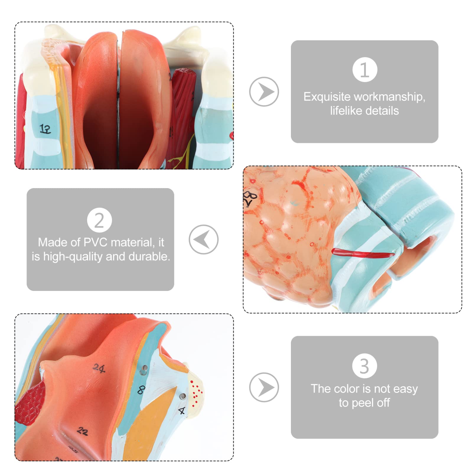 Iplusmile Modello Testa Umana: Anatomia Naso Bocca E Gola In PVC Per Studio E Insegnamento