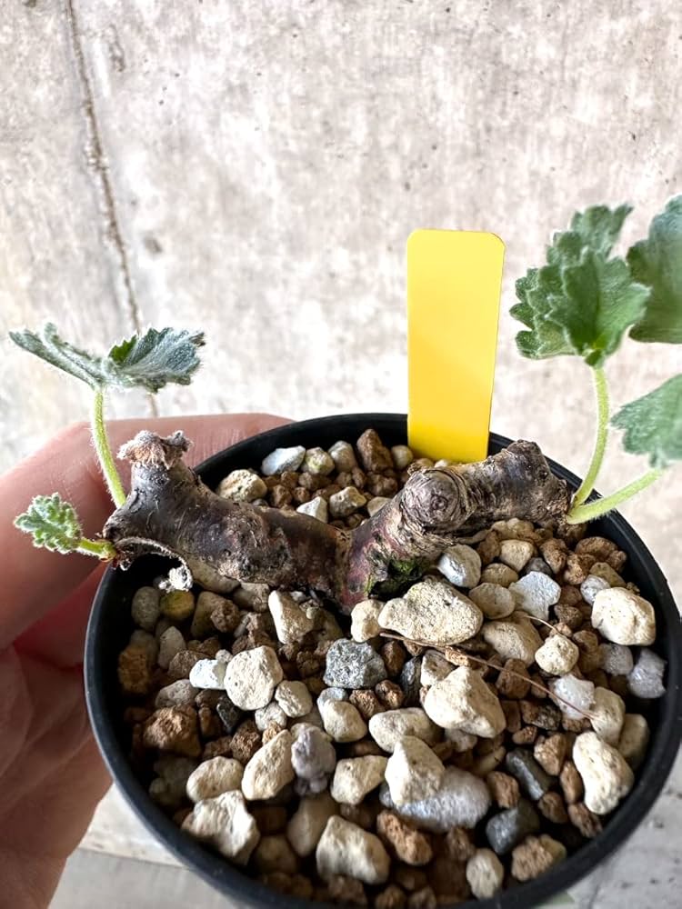 ペラルゴニウム　ミラビレ　挿し木 ペラルゴニウム：ミラビレ（挿し木）2.5号鉢植え の通販 | 園芸