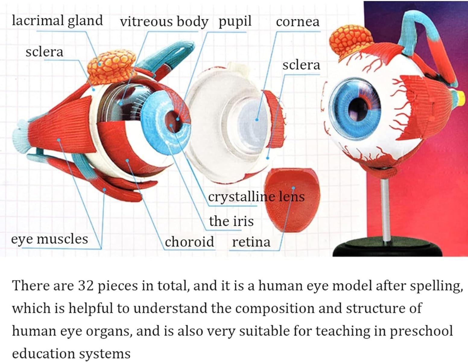 Anatomía De La Educación Modelo Anatómico Médico 4d, De Anatomía del Globo Ocular Humano, 32 Piezas Extraíbles para Aula Ciencias Muñeca de Anatomía