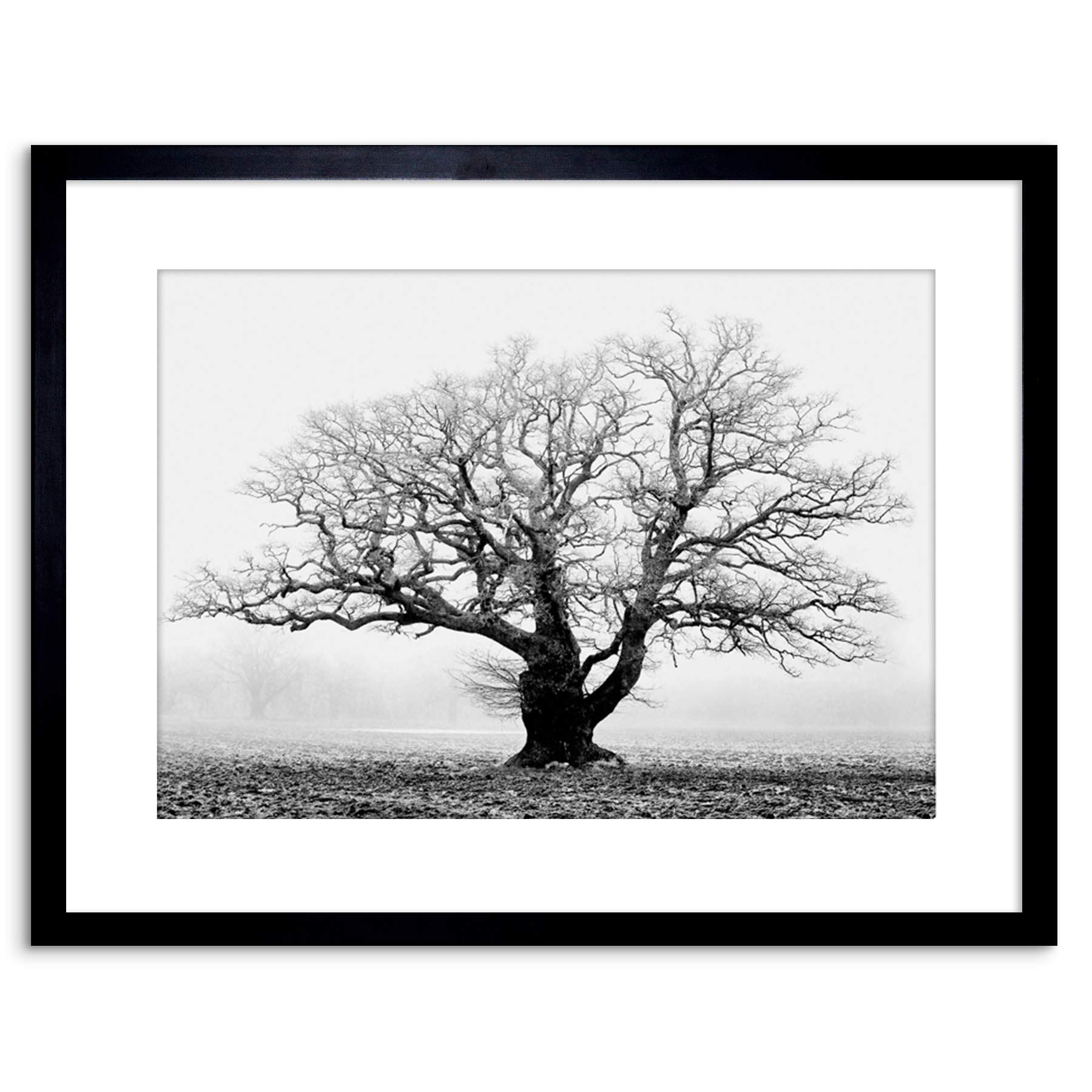 Oak Tree B&W Mist Fog Photo Framed Wall Art Print