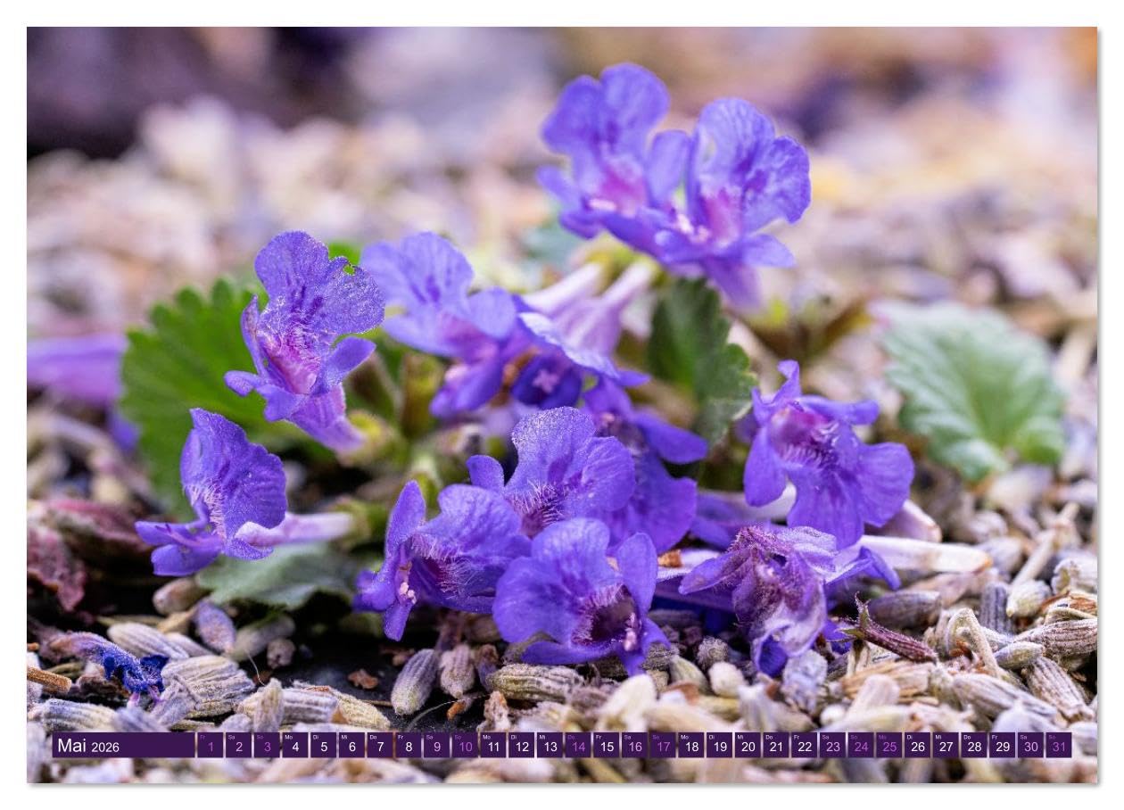 Essbare Blüten aus meinem Garten (hochwertiger Premium Wandkalender 2026 DIN A2 quer), Kunstdruck in Hochglanz: Essbare Blüten - ein Fest für die Sinne (CALVENDO Lifestyle)