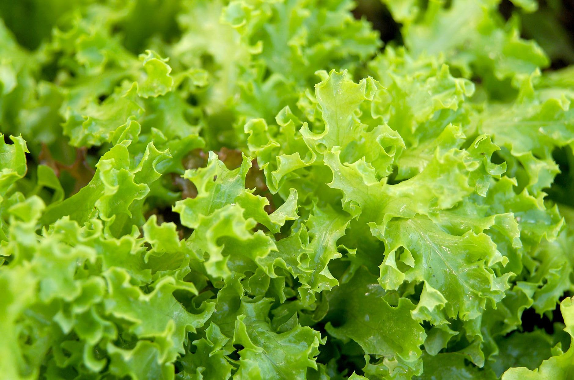 Iceberg lettuce in fresh vegetables seeds || Fresh iceberg lettuce vegetables seeds || Winter seeds || Pack of 30 (B0CR461LHM) Amazon Price History, Amazon Price Tracker