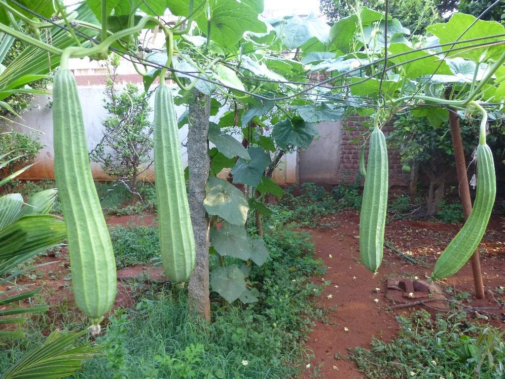 SRI SAI FORESTRY Organic Ridge Gourd Seeds Turai Turia Dodka Peerkangai Beerakaya Peechinga vegetable seeds Pack of 50 for Home Garden (B094NQXPSR) Amazon Price History, Amazon Price Tracker