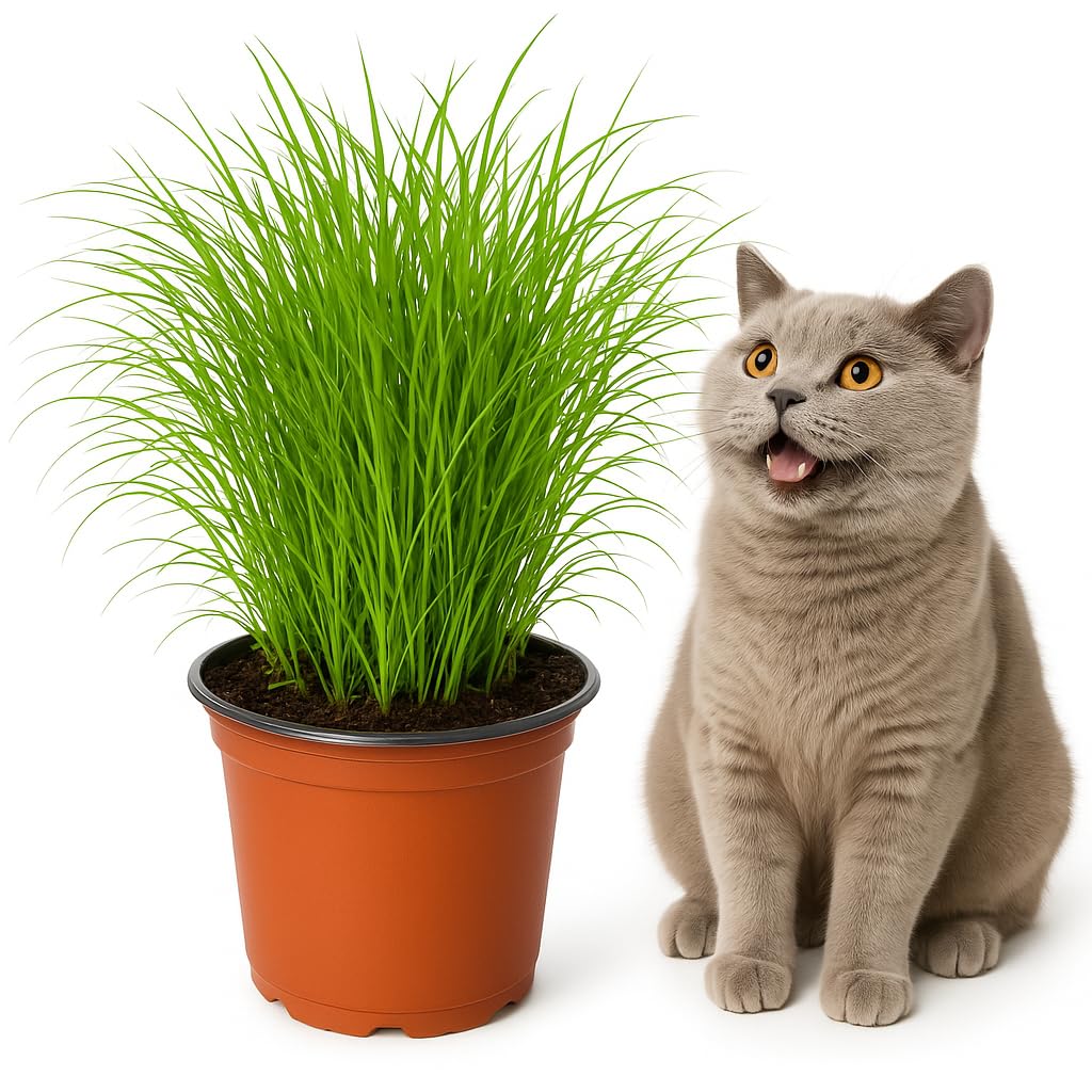 mgc24 Katzengras Cyperus zumula - Echtes Zyperngras im 12er Topf, fertig gewachsen ca. 20cm hoch