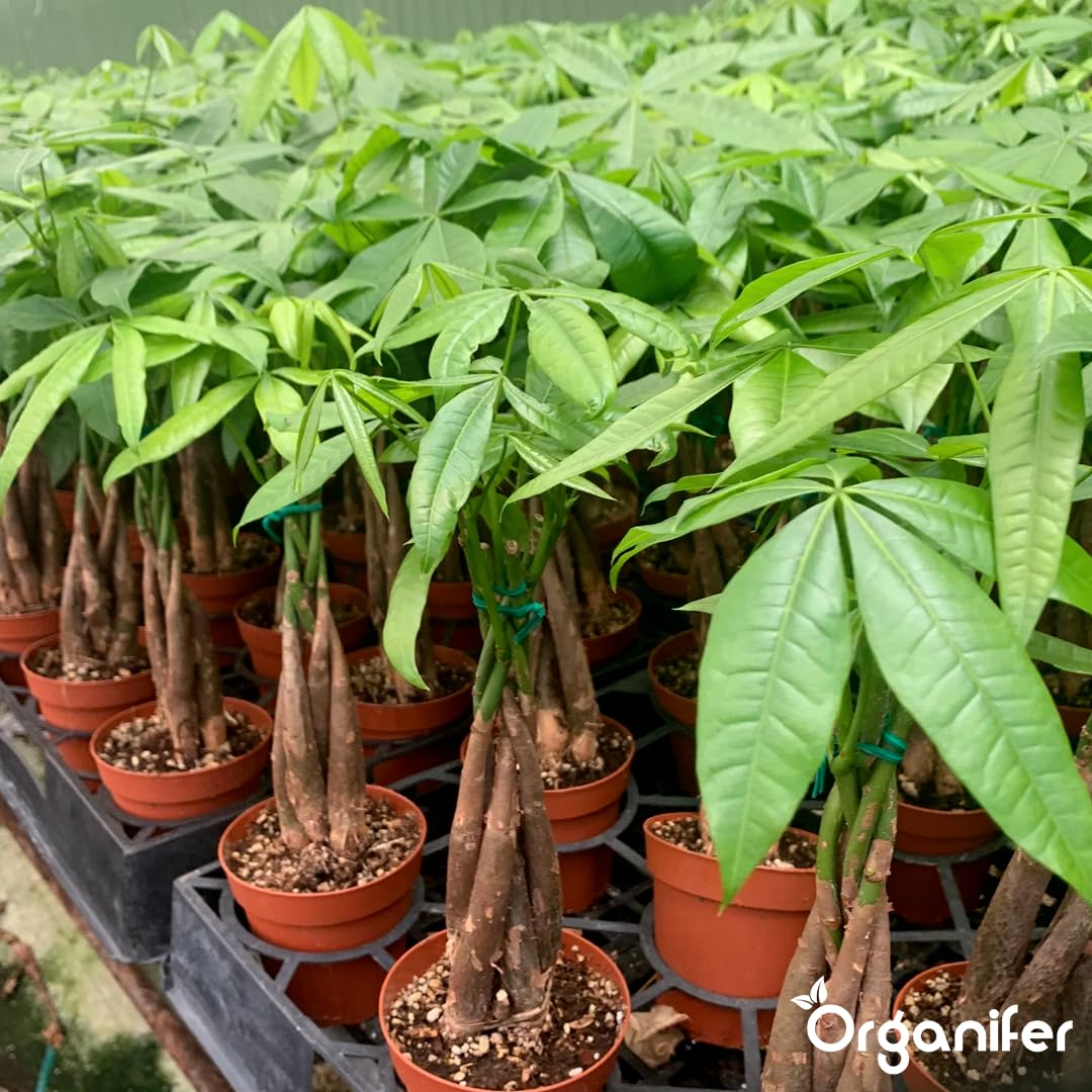 Fertilizzante liquido organico 1L per albero dei soldi – piante forti e fogliame rigoglioso – Organifer