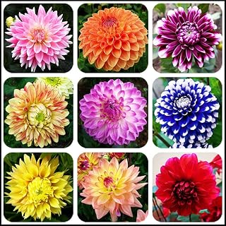 Flower Rare Seeds 3g Pink Dwarf Pompon Dahlia Seeds Great Cut Flowers,Blooms Summer to Fall