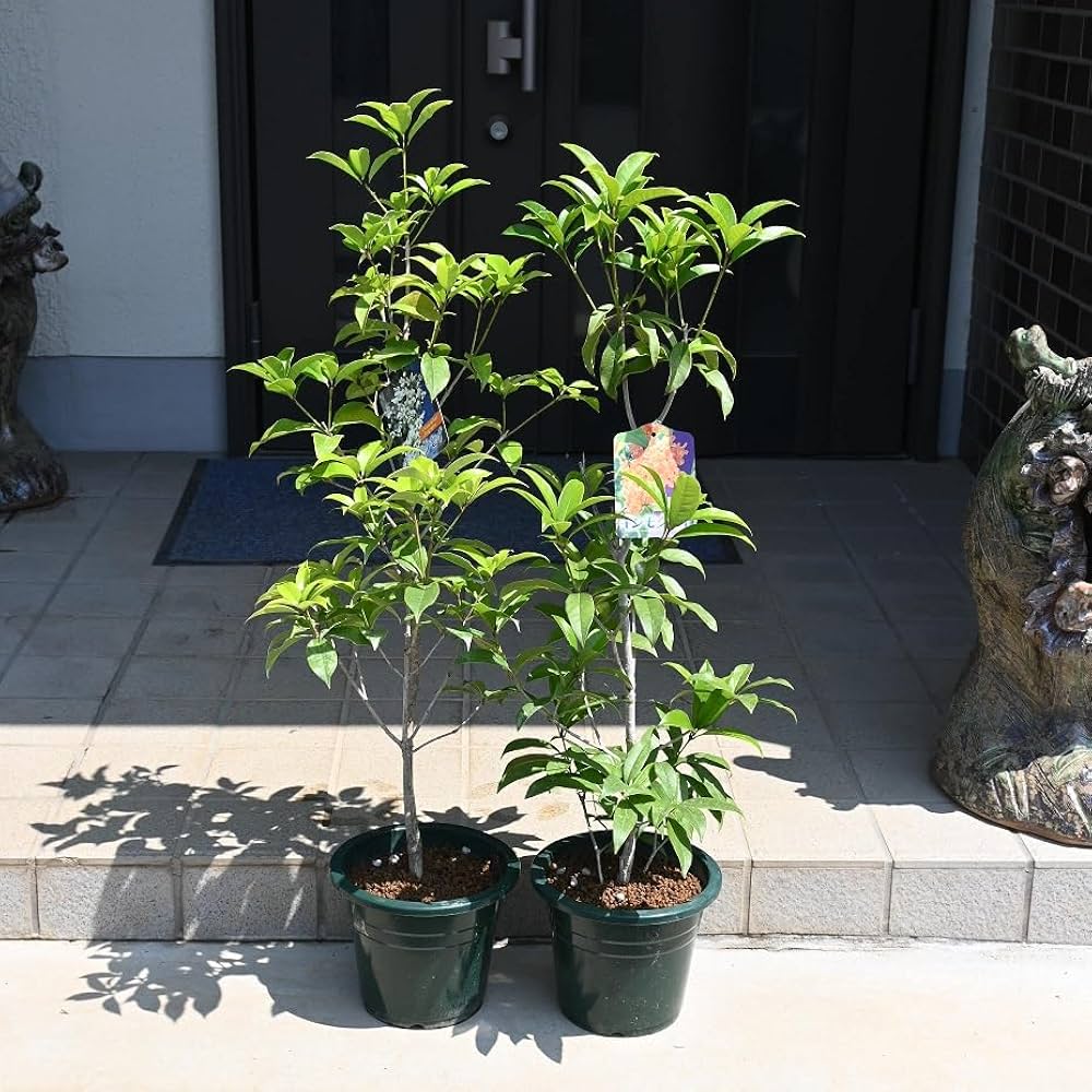 21様　ギンモクセイ　2本セット Amazon.co.jp: キンモクセイ苗 ギンモクセイ苗 金木犀苗と銀木星