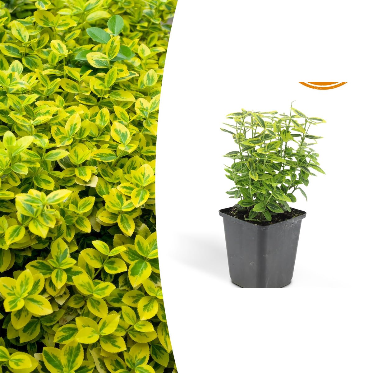Euonymus fort. 'Emerald 'n Gold' | 24 sztuki - 10-25cm - Ø9cm - Roślina ogrodowa
