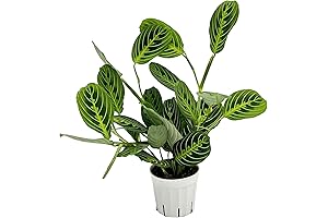 Lemon & Lime Prayer Plant: Vibrant Living Decor to Freshen Your Space