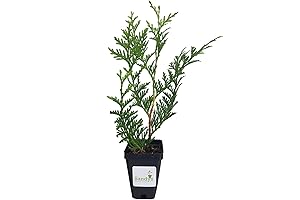 Green Giant Arborvitae Trees ~ Lot of 30 ~ 3 Inch Tall...