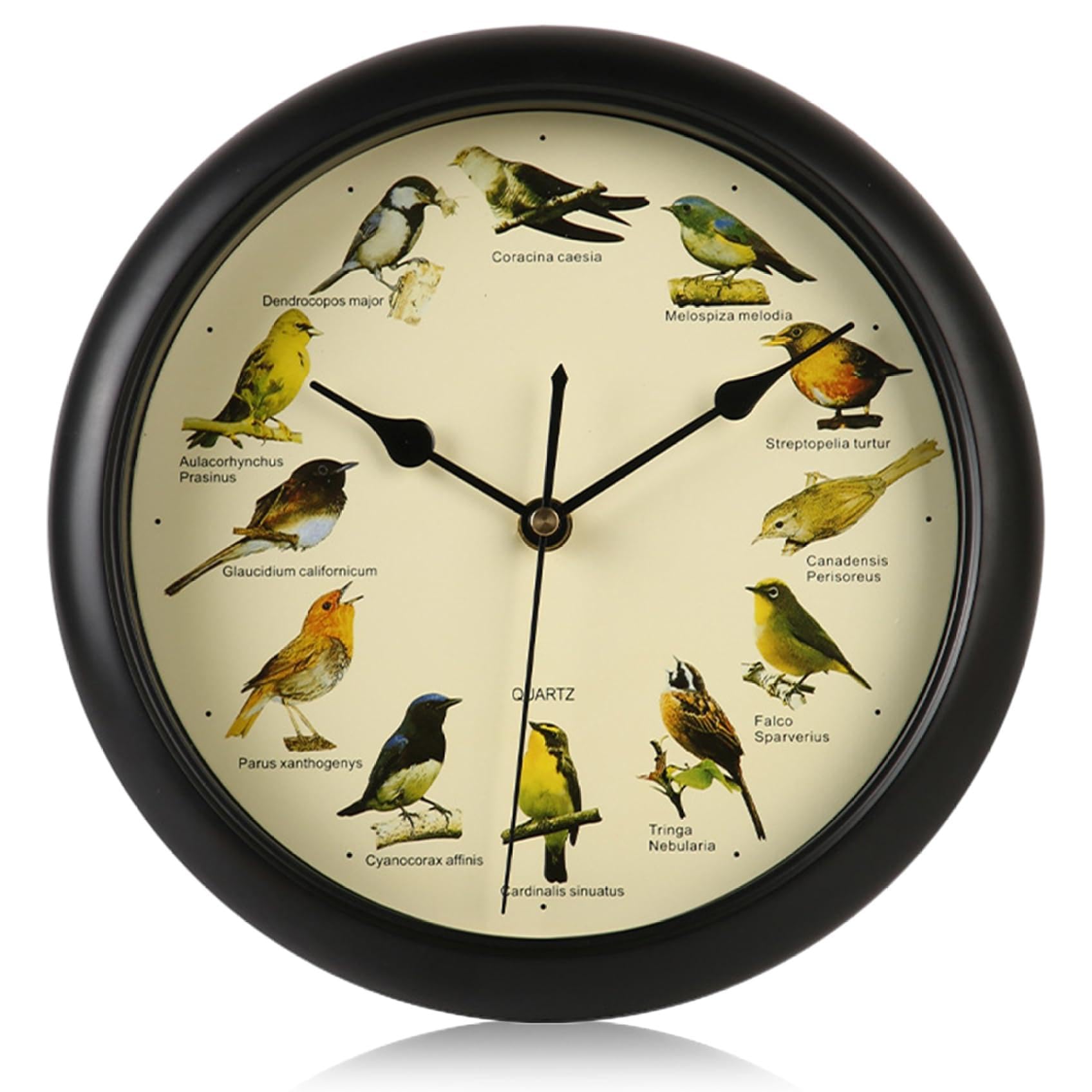 Horloge décorative à oiseaux fin des sonneries stressantes montre suspendue