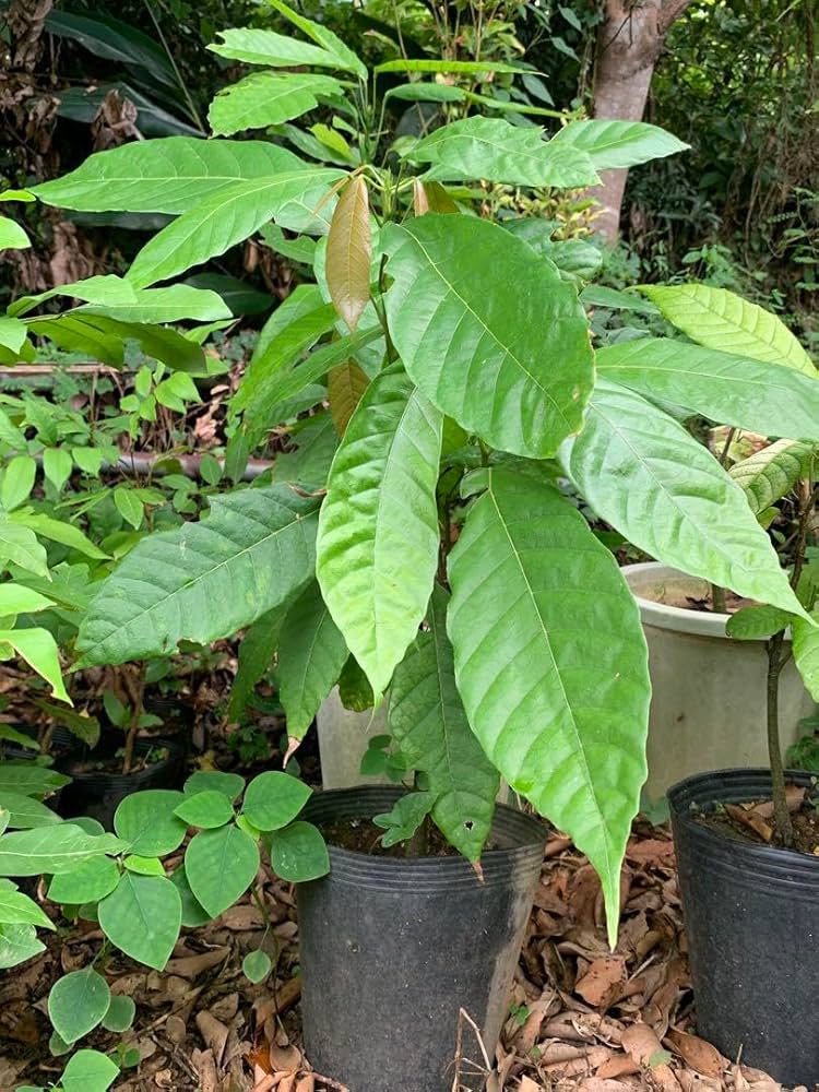 希少　カカオ苗木　チョコレートの木 Amazon.co.jp: 希少 カカオ苗木 チョコレートの木 : DIY・工具・ガーデン