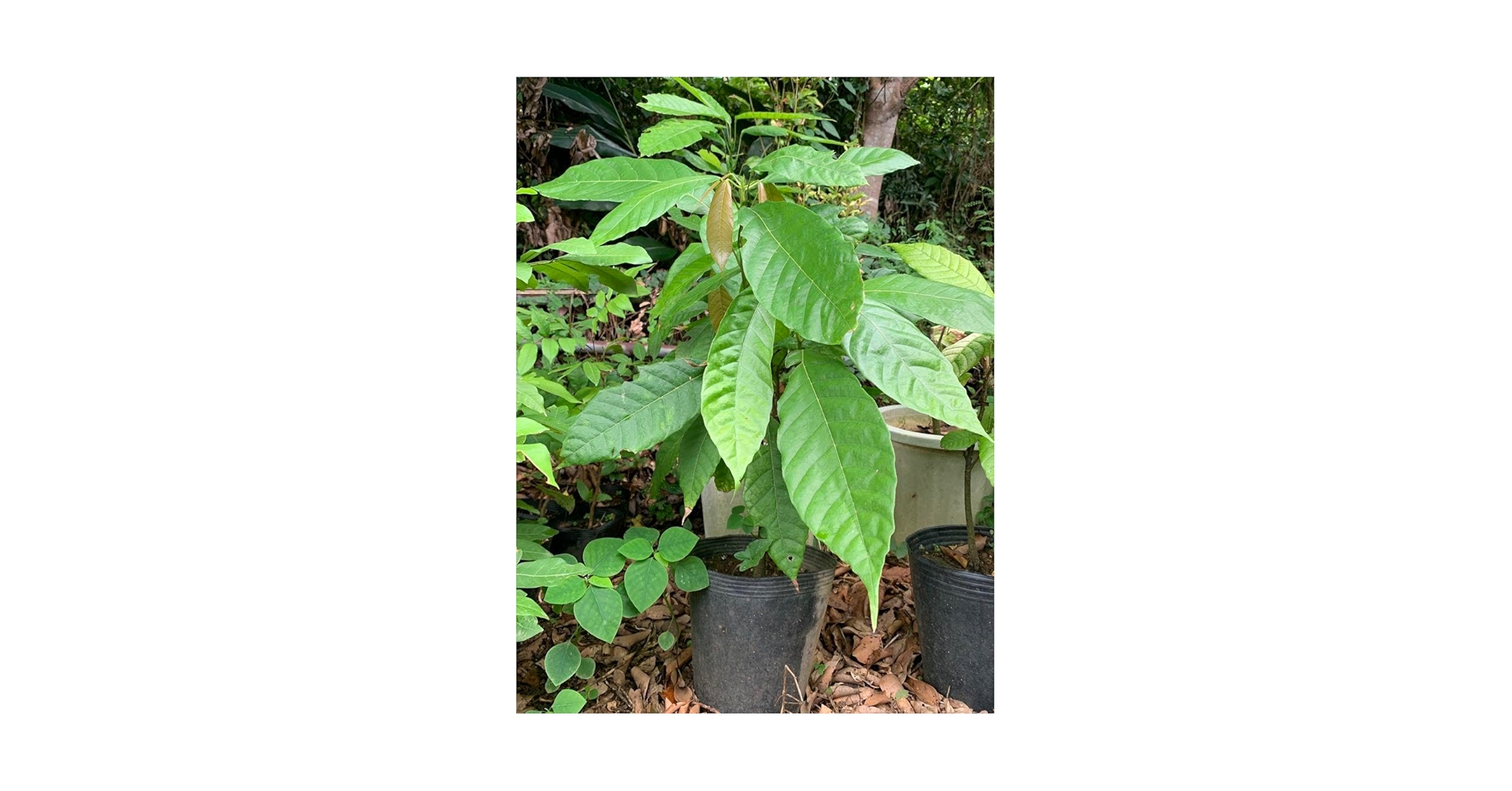 Amazon.co.jp: 希少 カカオ苗木 チョコレートの木 : DIY・工具・ガーデン