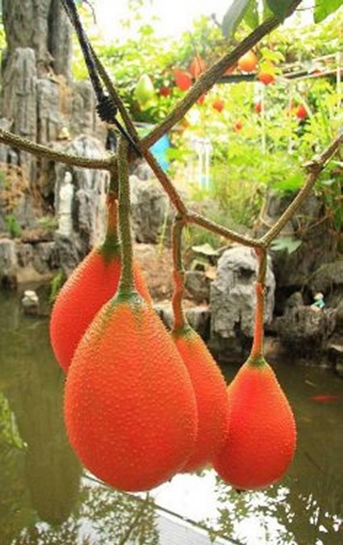 35+ SEEDS- Thai GAC Superfruit Seeds,Vining MOMORDICA COCHINCHINENSIS Seeds (B0D5MSRHCS) Amazon Price History, Amazon Price Tracker