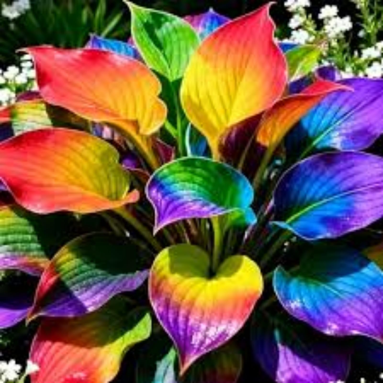 Hosta Bulbs in Bulk,Garden Displays,Professional Planting for Stunning-8 Bulbs-Coloured hostas Bulbs