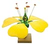 Eisco Labs Model Typical Flower