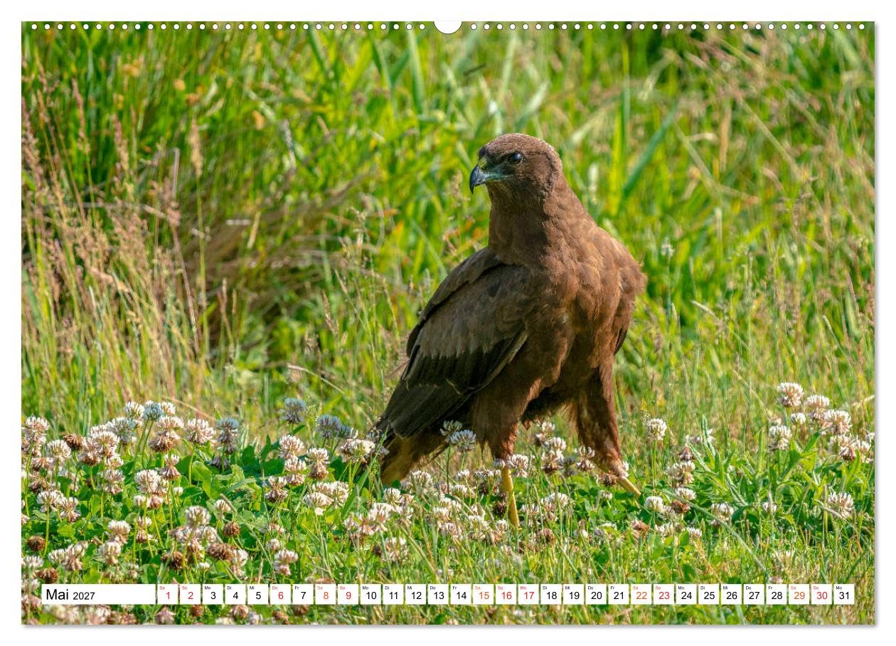 CALVENDO - Heimische GREIFVÖGEL Adler Milan Bussard Weihe Sperber (hochwertiger Premium Wandkalender 2027 DIN A2 quer), Kunstdruck in Hochglanz: Ausgesuchte Aufnahmen aus der Familie der Habichtartige