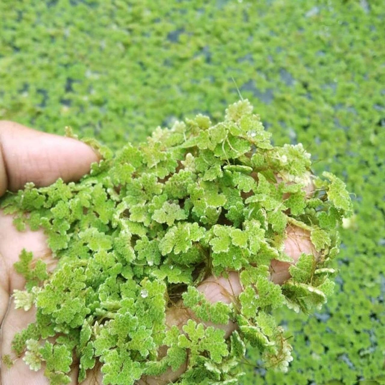 Azolla Aquatic Fern Seeds Premium Aquarium Greenery for Aquascaping Fish Fry Protection and Sustainable Resource Development (1300 Healthy Plant Seeds In Packet)-image-47