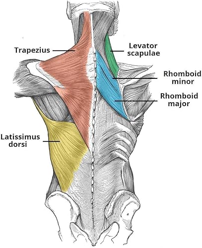 Miniatura 8 de Entrenamiento RipStick - Entrenamiento de resistencia y fuerza, entrenamiento de la parte superior del cuerpo y Riptstick de rehabilitación articular