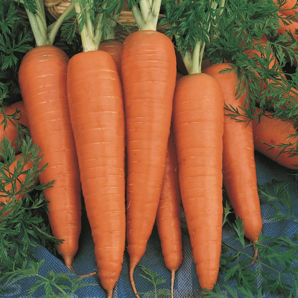 Creative Farmer Vegetable Seeds Carrot Normal Seeds - Carrot Seeds Good Yield Summer Veg Seeds Home Garden Seeds (B07N47XL85) Amazon Price History, Amazon Price Tracker