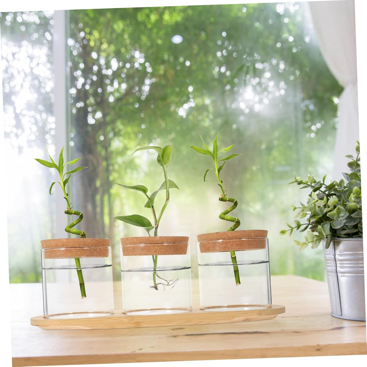 BESPORTBLE Hydroponic Glass Planter Set with Bamboo Stand Terrarium Vases for Indoor Plants Stylish Desktop Decor for Home and Office for Propagating Plants
