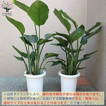 週末特価！2鉢価格！ストレリチア　オーガスタ　ニコライ　苗　苗木　観葉植物　7号 FlowerKitchen 観葉植物 ストレリチア オーガスタ ニコライ 7号