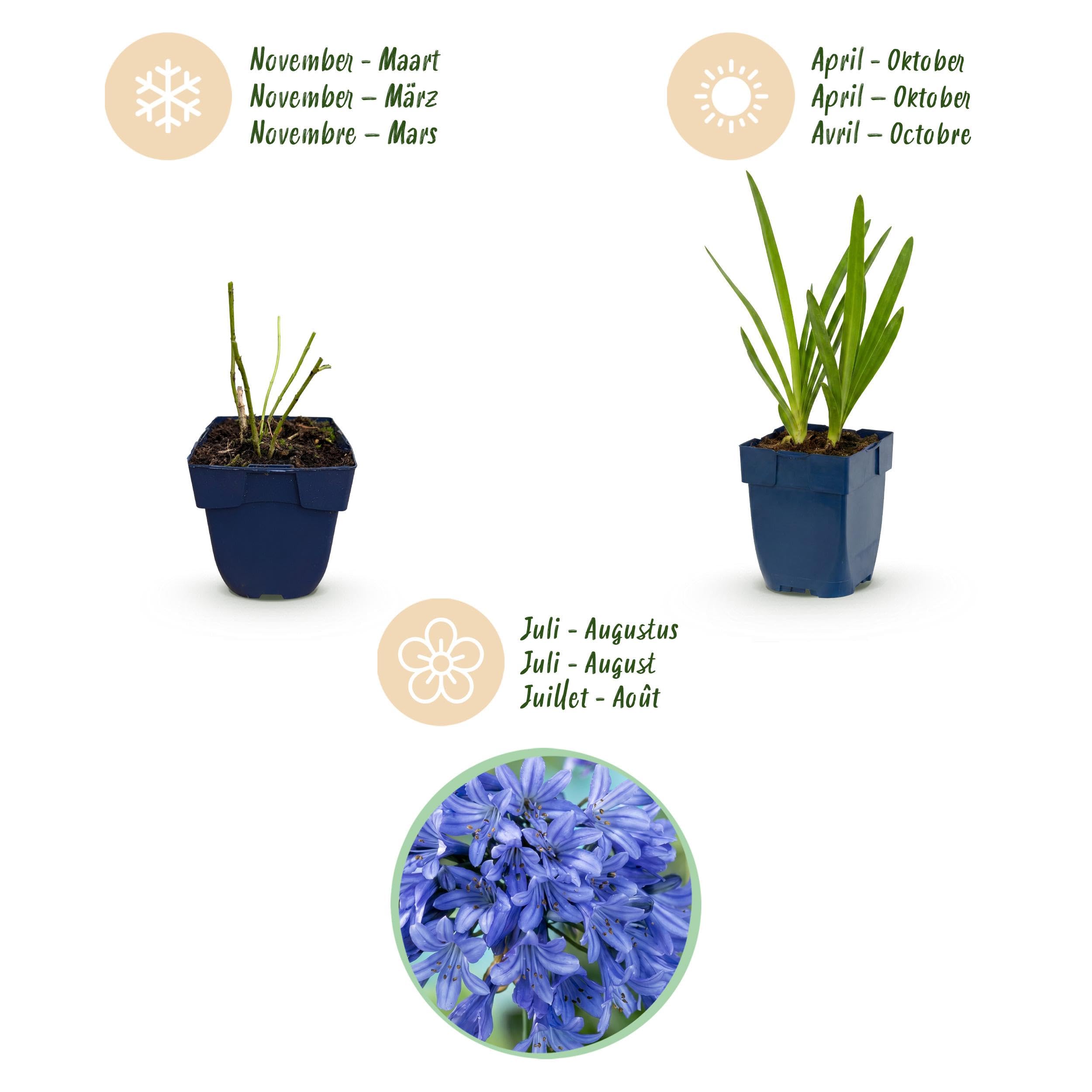 Agapanthus africanus – lilia afrykańska – rośliny przyciągające pszczoły i motyle – niebieskie – 6 sztuk - 15-25cm - Ø11cm - Roślina ogrodowa