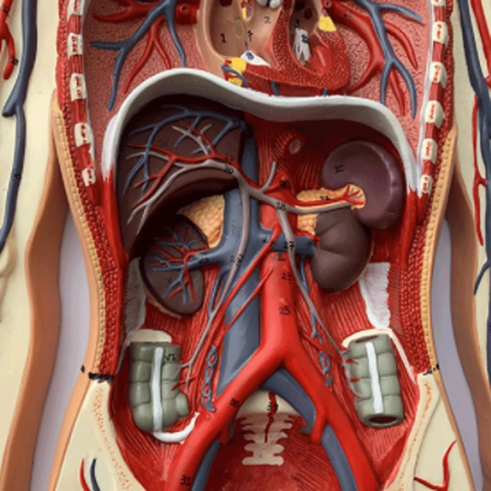 Human Body Model Human Blood Vessel Model Flashcards Stage Blood