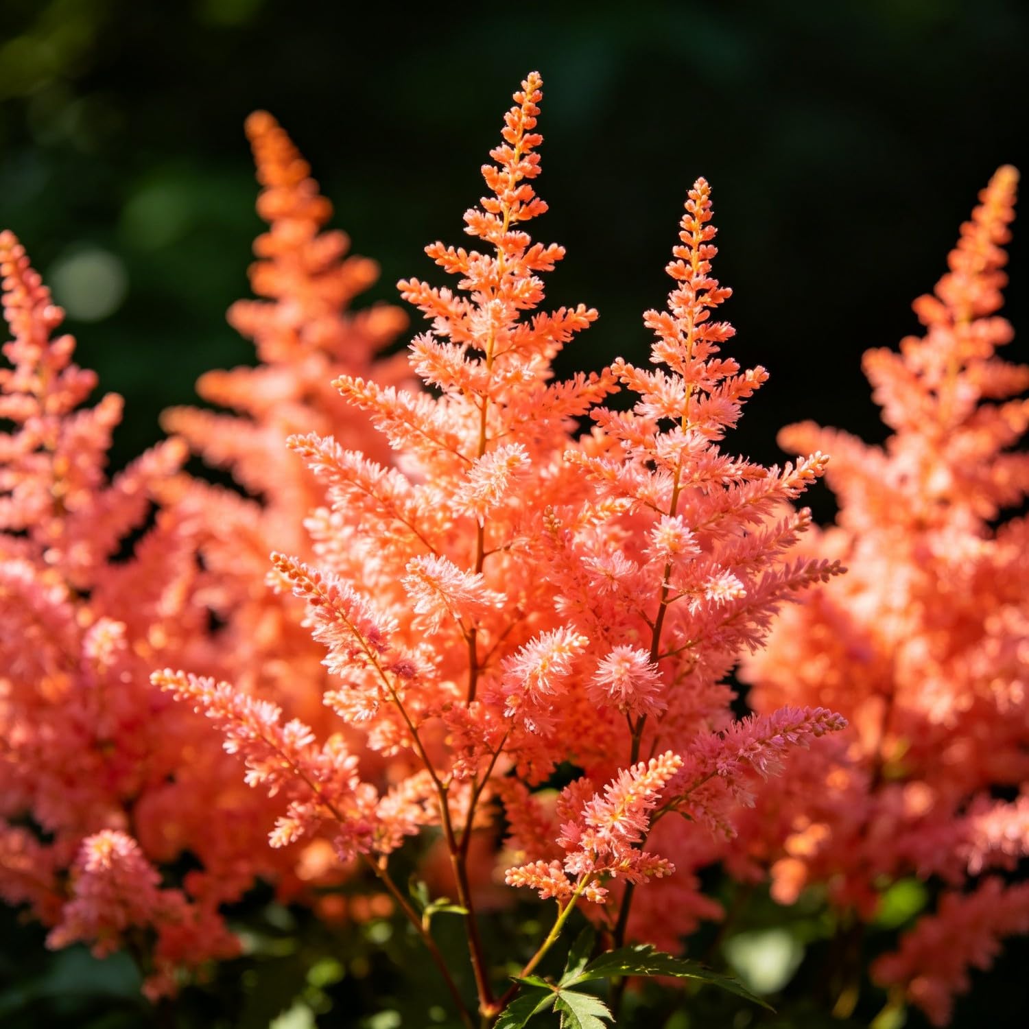 Mix Astilbe Seed-Hardy,Perennial herb,Excellent Display Indoor,Garden
