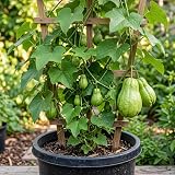 Live Chayote Vine Plant 1 Year Old in 5" Pot, Vegetable Climbing Vine, Starter Chayote Plant for Home Garden