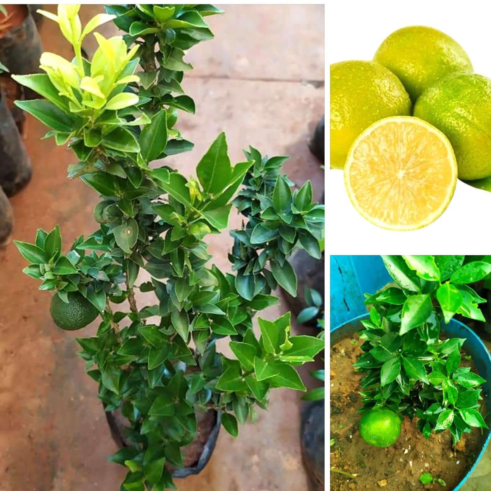 Sweet lemon tree (Pack of 1)