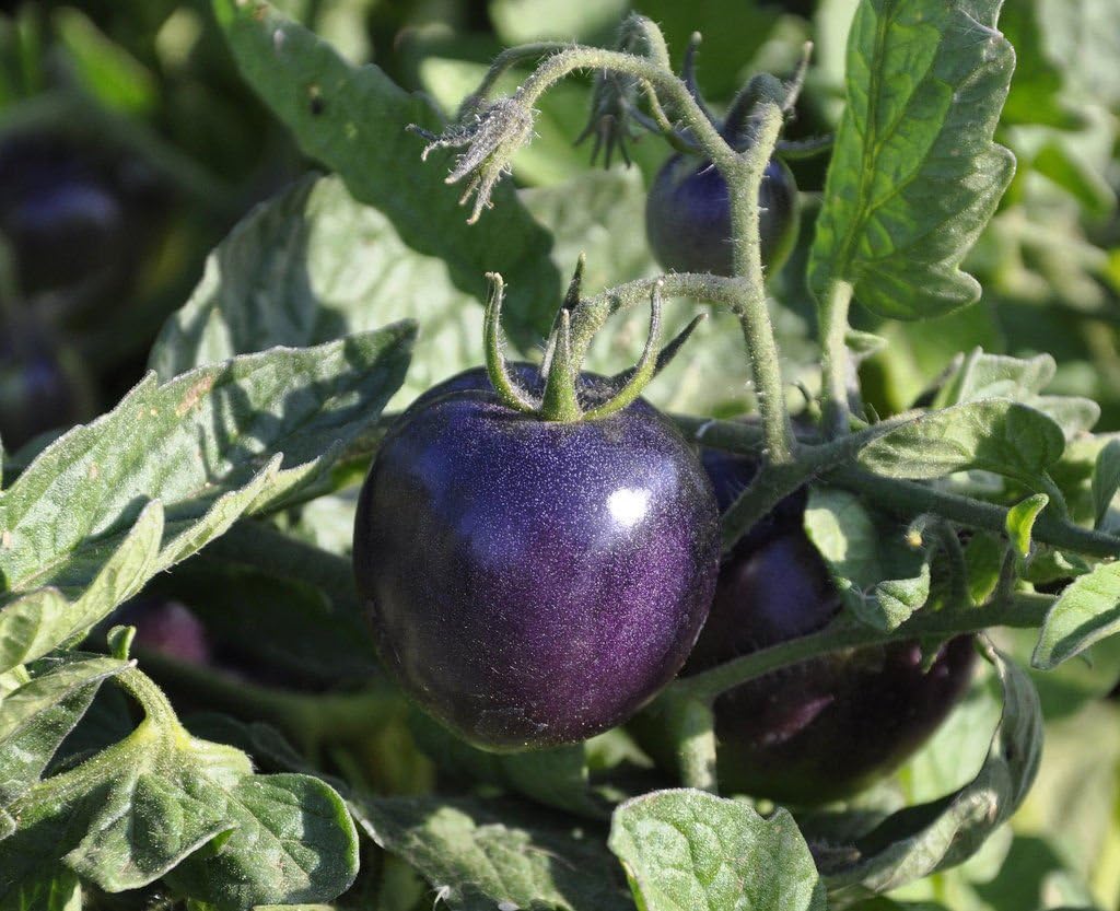 MABES WAREHOUSE Indigo Rose Purple/Blue Tomato Organic 25 Seeds High Anthocyanin